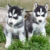 Alaskan Malamutes Puppies