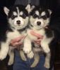 Registered Alaskan Malamute Puppies