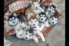 Purebred Alaskan Malamute puppies