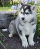 Alaskan Malamute Puppies for Sale