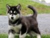 AKC Alaskan Malamute puppies text us on (xxx)-xxx-xxxx