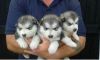 cute Alaskan malamute puppies for adoption...