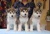 Alaskan Malamute puppies, for new homes