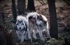 Alaskan Malamute Puppies,text or call xxxxxxxxxx