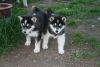 Alaskan malamute puppies For Lovely Homes