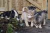 Akc Reg Alaskan Malamute Puppies for sale now