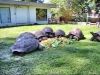 Healthy Adult Tortoises