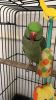 Alexandrine Parrot 2 years old
