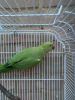 Young Ringneck Parakeet For Rehoming