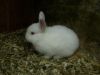 Sweetie rabbits for adoption