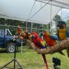 Yellow crowned amazon parrots available