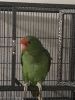 Baby Amazon Parrot for sale