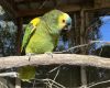 Umbrella cockatoo,goffin cockatoo, amazon,macaw, lovebirds