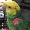 Amazon Parrots