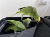 Tamed Amazon Parrots