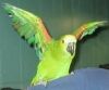 full weaned amazon parrots for sale