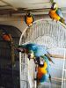 Beautiful Blue & Gold Macaw For Sale