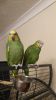 Yellow Head Amazon Parrots for sale
