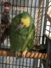 2 Amazon Parrot Blue Fronted