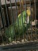 Yellow Amazon Parrot needs good home
