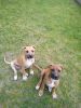 2 beautiful dogs looking for a great home