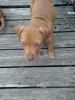 Colby red nose puppies for sale