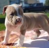 American Bulldog Puppies for sale