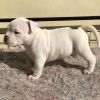 American Bulldog Puppies For Sale