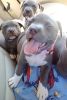 Registered American Pit Bull Terrier Puppies