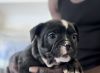 EXOTIC BULLY REHOMING
