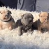 Exotic Bully's Puppies bread to perfection