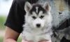 Gorgeous Siberian husky puppies looking for sale