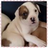 Adorable Male And Female American Bulldog Puppies