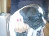 available a beautiful American Bulldogs puppies