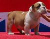 Healthy English Bulldog Puppies For Adoption..