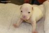 American Bulldogs Up For Adoption Male And Female