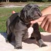 American Bully Puppies for adoption