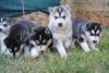 Home Trained Siberian Huskies Puppies