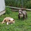 American Bully Pups Male Available