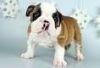 cute English buldog puppy for sale!!
