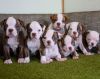 Amazing American Bulldog puppies