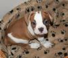 Amazing looking American Bulldog available