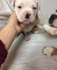 American Bulldog's - Ready To Go Now to good homes