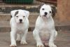 Working blood lines american bulldogs
