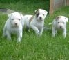 Outstanding American Bulldog Pups Available now