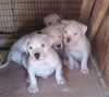 American Bulldog Puppies, NKC Registrations