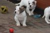 American Bulldog Puppies (100% Health Guarantee)