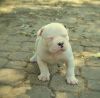 (Max)American Bulldog Puppies for Sale