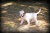 (Maya! )American Bulldog Puppies for Sale