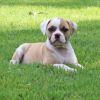 (Sophie )American Bulldog Puppies for Sale